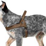 How to Put on Dog Harness, Side view of a Norwegian dog harness