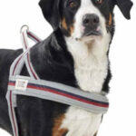 How to Put on Dog Harness, Front view of Norwegian dog harness