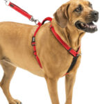 How to Put on Dog Harness, Side view of a roman dog harness