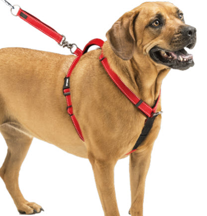 How to Put on Dog Harness Quickly and Easily - Pets Trends