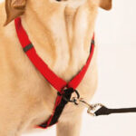 How to Put on Dog Harness, front view of roman dog harness