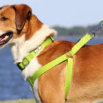 How to Put on Dog Harness, side view of step in dog harness