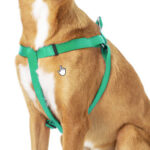 How to Put on Dog Harness, front view of step in dog harness